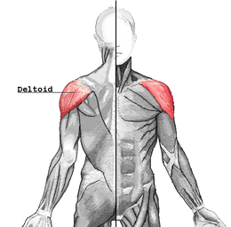 muscle deltoïde.png